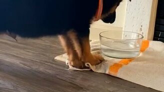 Щенок, который не умеет лакать - смотреть видео (0:24)