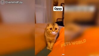 Разные животные смешат до слёз - смотреть видео (6:13)