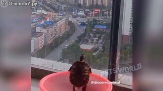 Весёленькие собаки, коты и другие питомцы - смотреть видео (5:52)