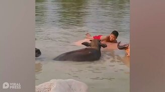 Мальчик плавает с буйволами - смотреть видео (0:32)