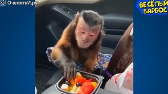 11 минут смеха с питомцами - смотреть видео (11:07)