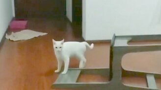 Маленький кошачий провал - смотреть видео (0:07)