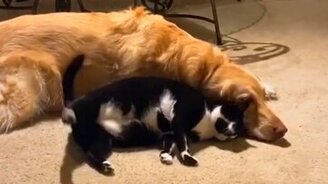 Поласкай меня, пёсик! - смотреть видео (0:20)