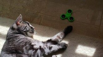 А вы как проводите карантин? - смотреть видео (1:10)