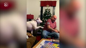 Топ-50 весёлых сюжетов со зверями - смотреть видео (13:59)