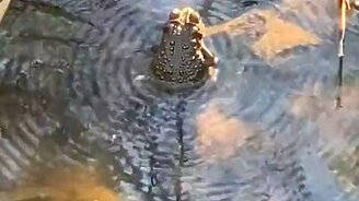 Жаба рождает вибрации на пруду - смотреть видео (0:25)