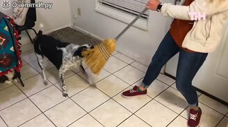 Отношения с питомцами на карантине - смотреть видео (3:10)