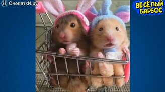 Веселье благодаря питомцам - смотреть видео (11:02)