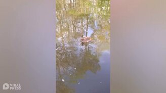 Змея плывёт по реке - смотреть видео (0:40)