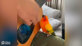 Попугай-меломан - смотреть видео (0:22)