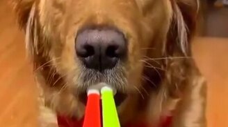 Заставил собаку подудеть - смотреть видео (0:10)