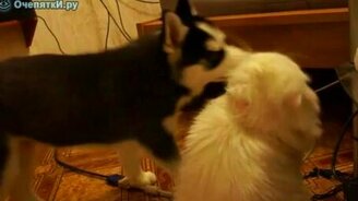 Товарищеский поединок - смотреть видео (0:55)