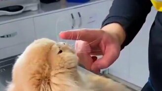 Зачем делаешь мне больно? - смотреть видео (0:32)