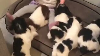 Свора щенят против мальчика - смотреть видео (0:17)