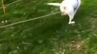 Выгул собаки на пяти метрах - смотреть видео (0:18)