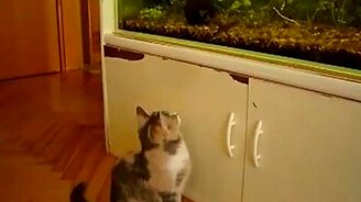 Кошка охотница - смотреть видео (0:35)