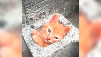 Коты и другие задорные животные - смотреть видео (13:06)