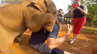 Звери атакуют людей - смотреть видео (10:28)