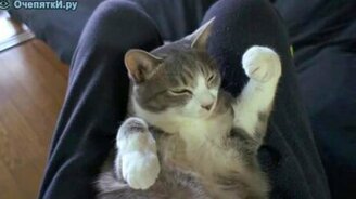 Кот релаксирует - смотреть видео (1:30)