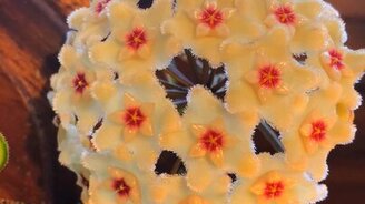 Цветочки распускаются - смотреть видео (0:20)