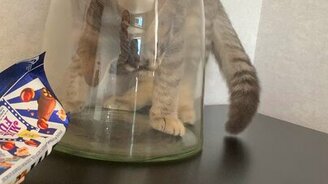 Он всё-таки залез и застрял - смотреть видео (0:24)