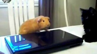 Охранник ноутбука - смотреть видео (0:09)