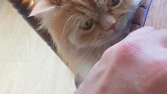 Грузинский кот - смотреть видео (0:30)