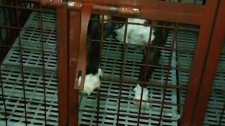 Бультерьер сбегает из клетки - смотреть видео (0:10)