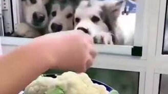 Собаки едят цветную капусту - смотреть видео (0:24)