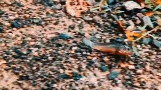 Рыба перемещается по суше - смотреть видео (0:14)