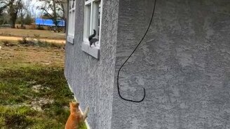 Белка удирает от кошки - смотреть видео (0:27)