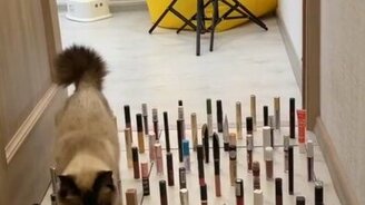 Какое достоинство есть у кошки - смотреть видео (0:11)