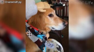 Коты и собаки устраивают казусы - смотреть видео (11:53)