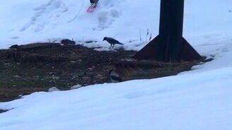 Вороны катаются со снежной горки - смотреть видео (0:43)