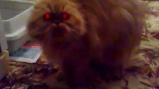 Дьявольская кошка - смотреть видео (1:05)