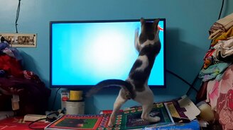 Компьютерная игра для кота - смотреть видео (0:31)