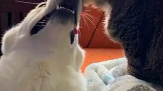 Кот умывает собаку - смотреть видео (0:14)