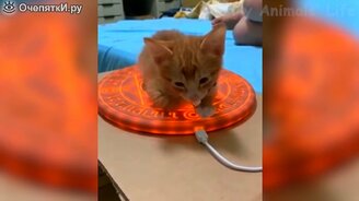 Коты и собаки в задорной видео коллекции - смотреть видео (14:00)