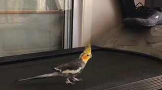 Попугайчик-бегун - смотреть видео (0:10)