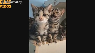 Весёлые котики и кошечки - смотреть видео (20:28)