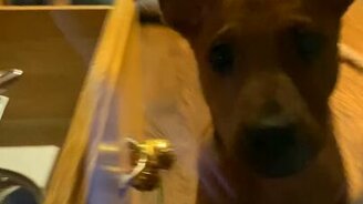 Щенок запер себя на кухне - смотреть видео (0:40)