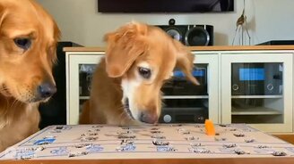 Во что поиграть с собаками на карантине - смотреть видео (0:50)