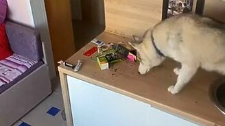 Это точно собака, а не кошка? - смотреть видео (0:42)