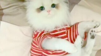 Лучший камуфляж для собаки - смотреть видео (0:10)