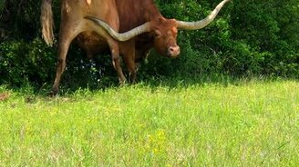 Для чего нужны рога - смотреть видео (0:22)