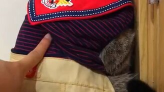 Дайте посидеть в углу! - смотреть видео (0:22)