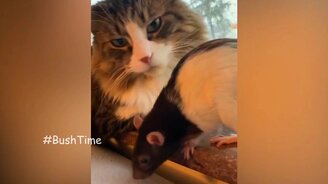 Кошачьи приколы с изюминкой - смотреть видео (11:03)