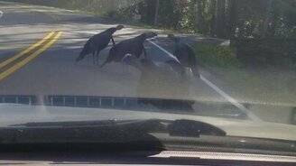 Почему не прогнать индюшек с дороги - смотреть видео (0:23)