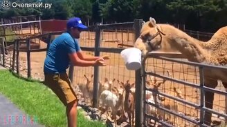 Животные атакуют человека - смотреть видео (10:26)