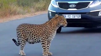 Самка леопарда с детёнышами на дороге - смотреть видео (1:38)